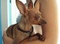 Pinc Maza